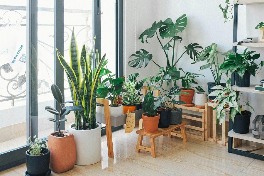 plantas de interior