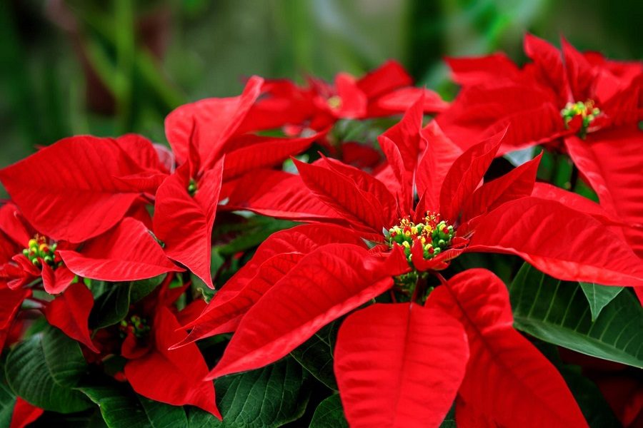 A flor de natal