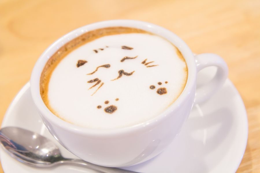 café dos gatos como funciona