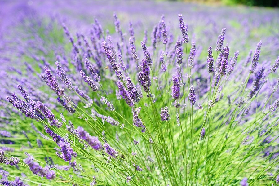 Lavanda