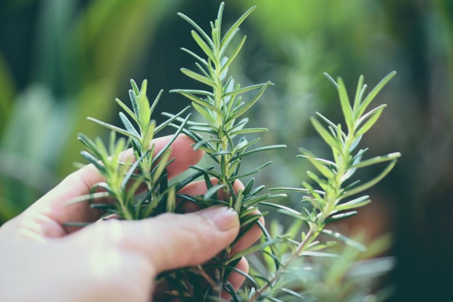 plantas contra o mau olhado alecrim