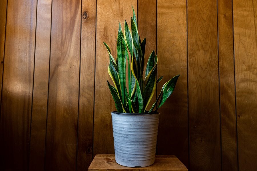 plantas contra o mau olhado espada-de-são-jorge