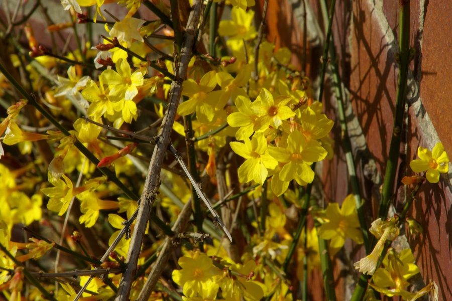 plantas de exterior resistentes a frio