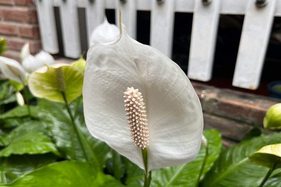 plantas para casa de banho