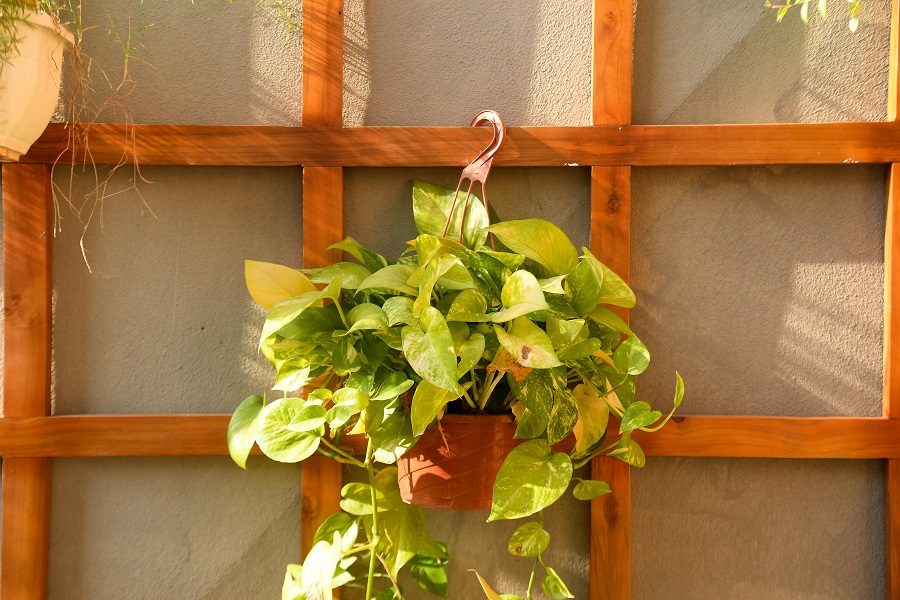 plantas para casa de banho