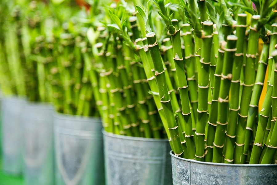 plantas para casa de banho