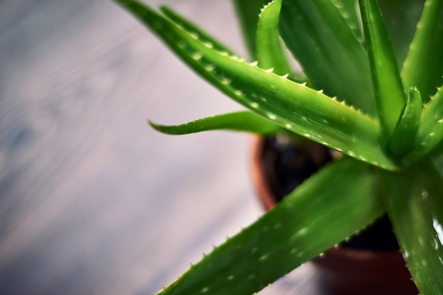 plantas para casa de banho