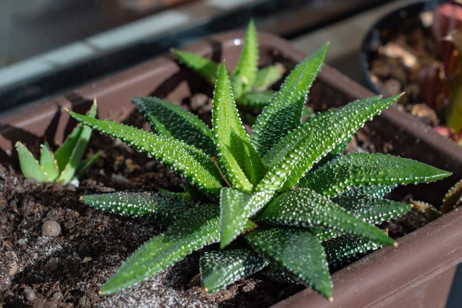 plantas para varandas pequenas