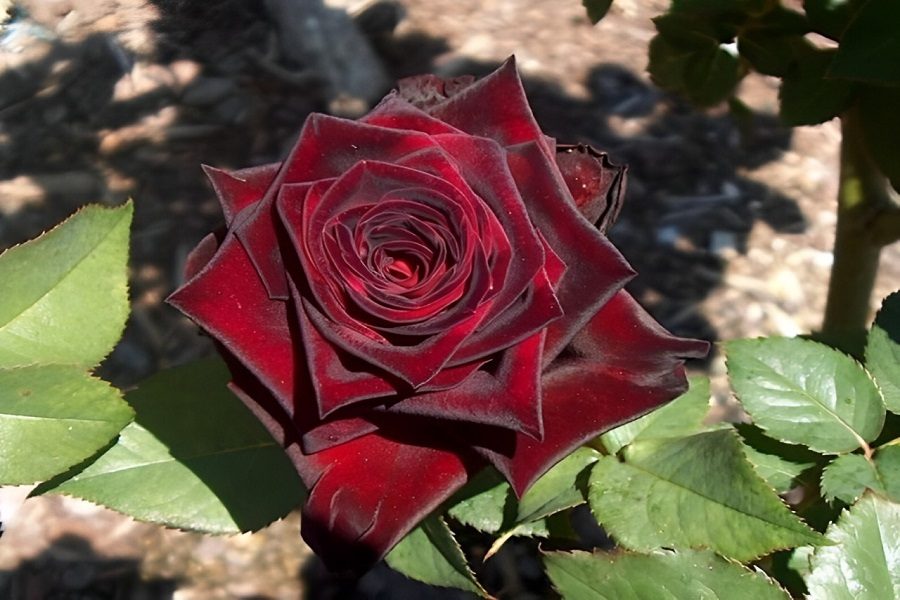 rosa negra conotações