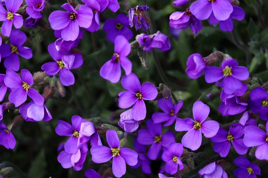 Tipos de flores