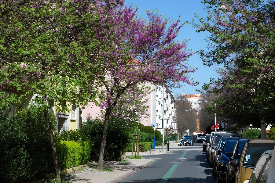 bairro de alvalade arquitetura