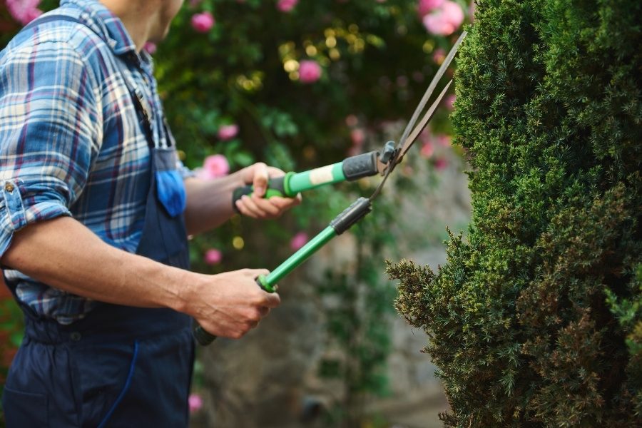 Como escolher a melhor sebe para o seu jardim