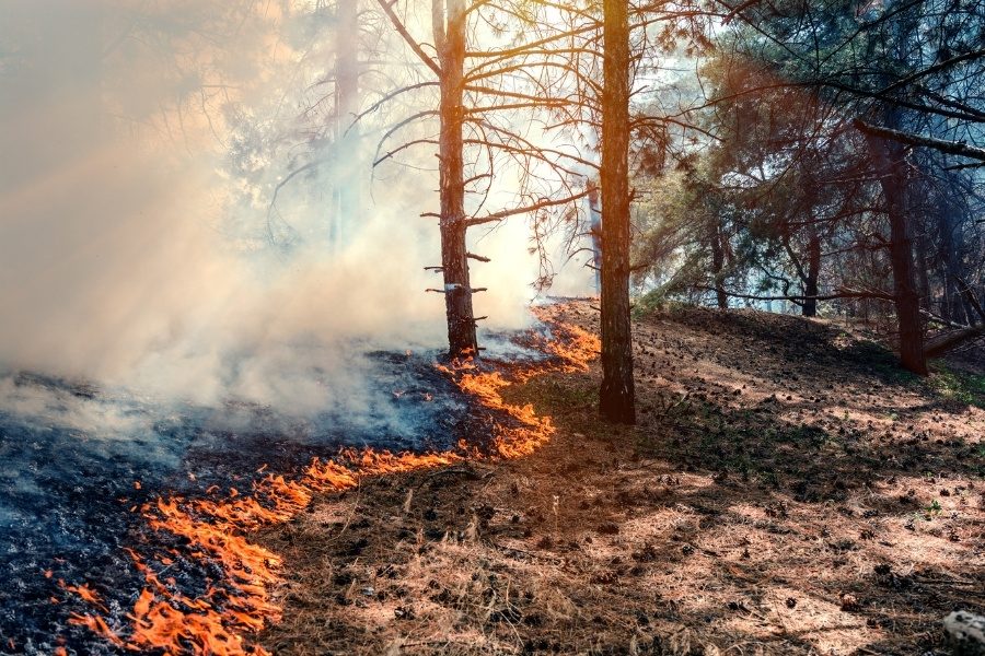 Incêndios em Portugal 2