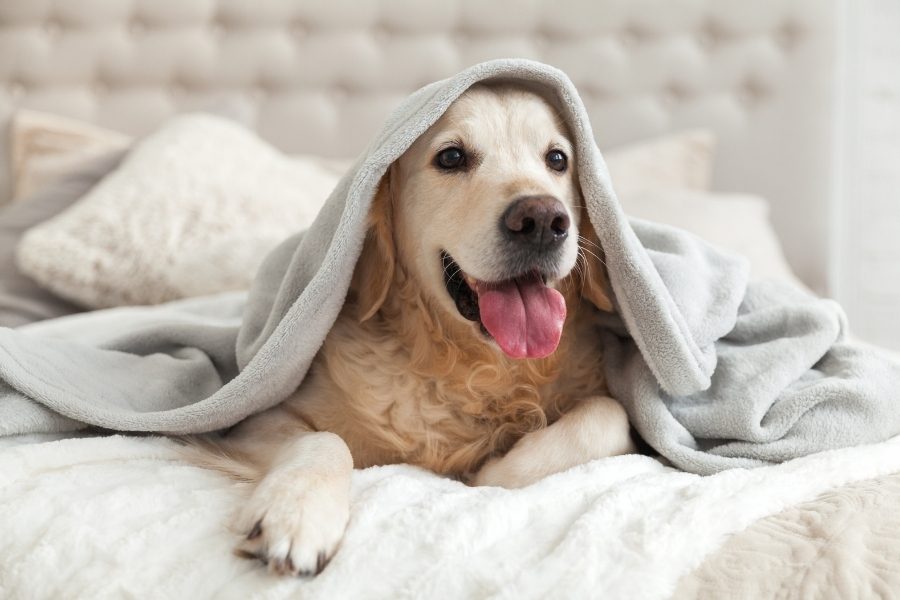 lei de animais em condomínio