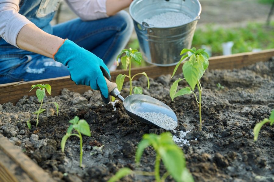 mudas de plantas