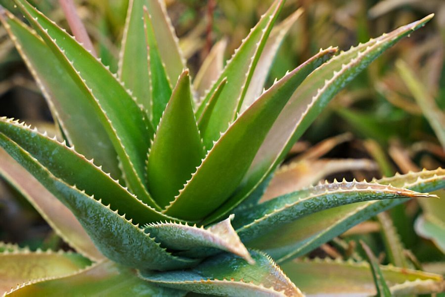 Aloe vera