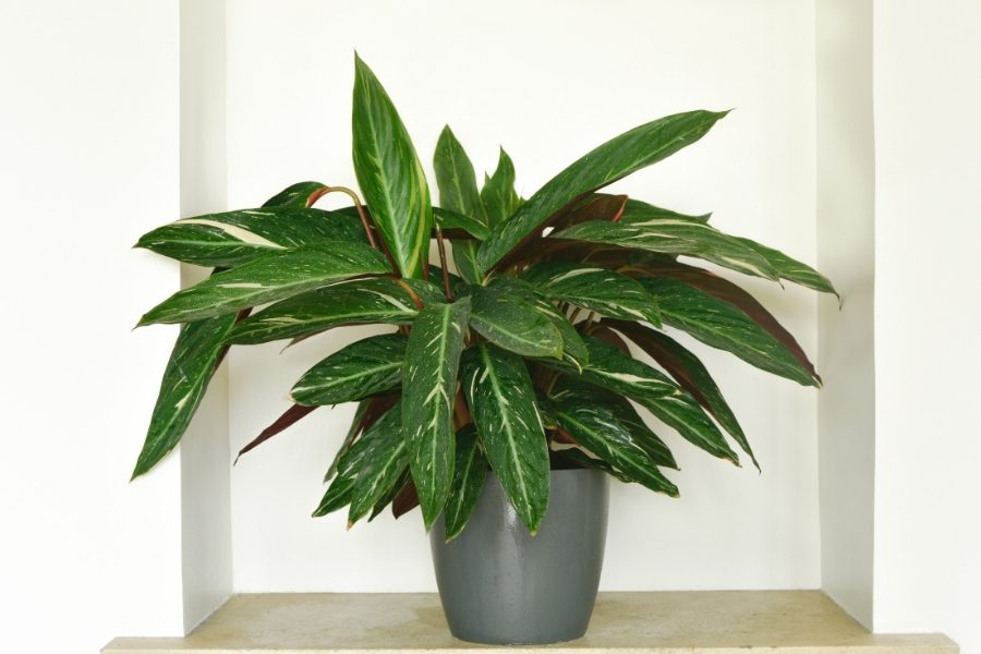 calathea