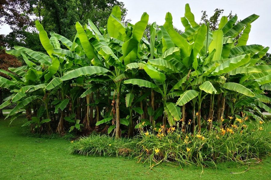 Como plantar bananeiras no clima português