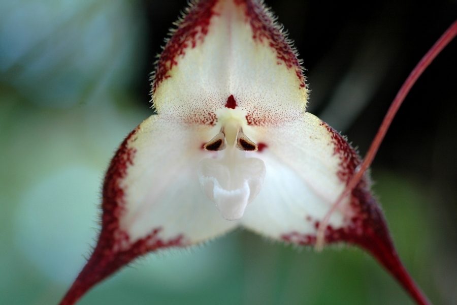 orquidea macaco