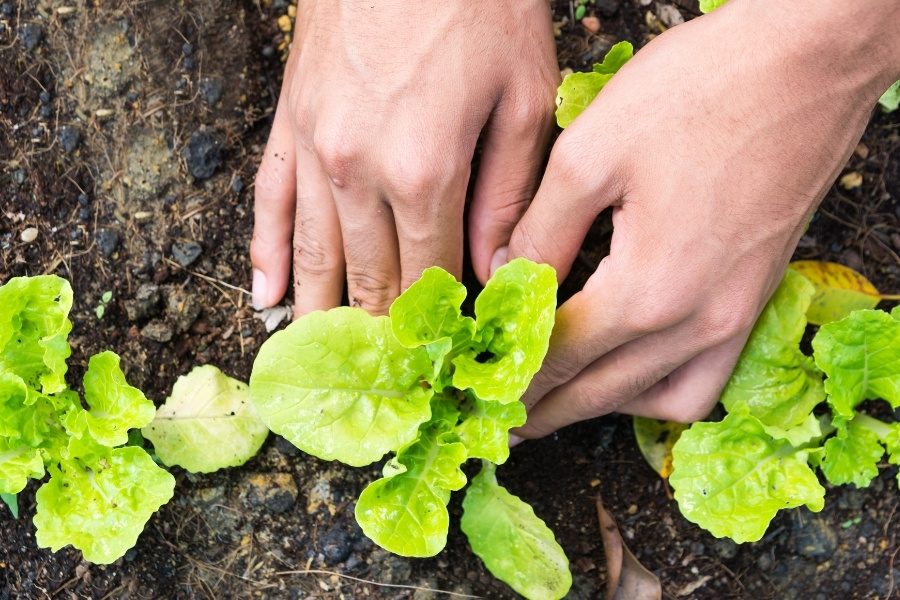 Planeamento sazonal para cultivo contínuo