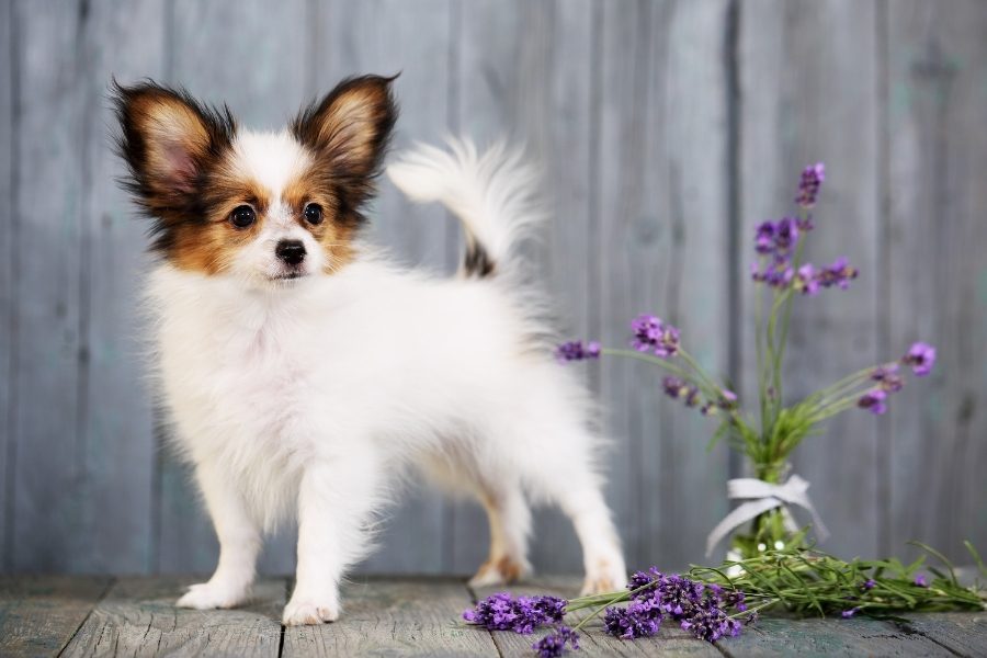 Plantas seguras para cães