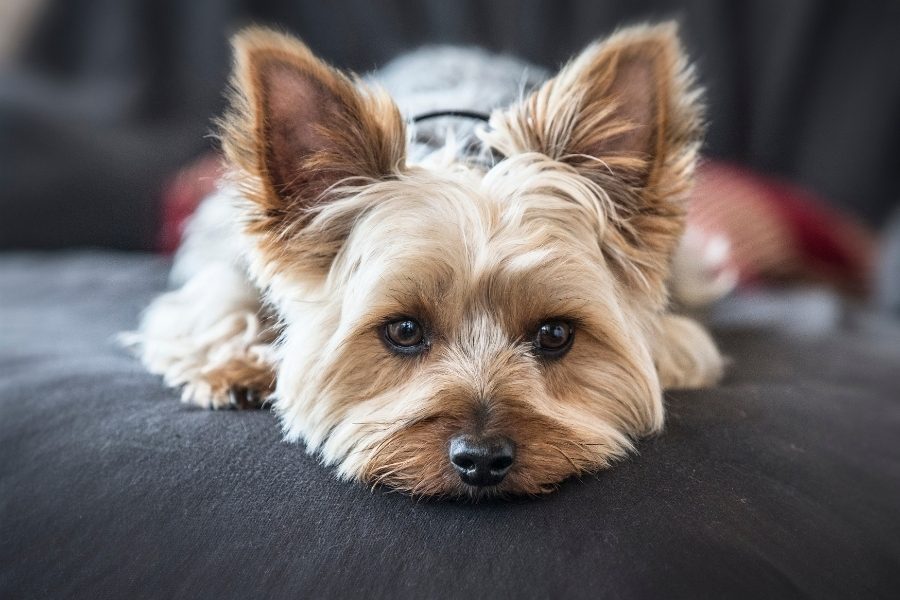 Raças de cães miniatura mais conhecidas