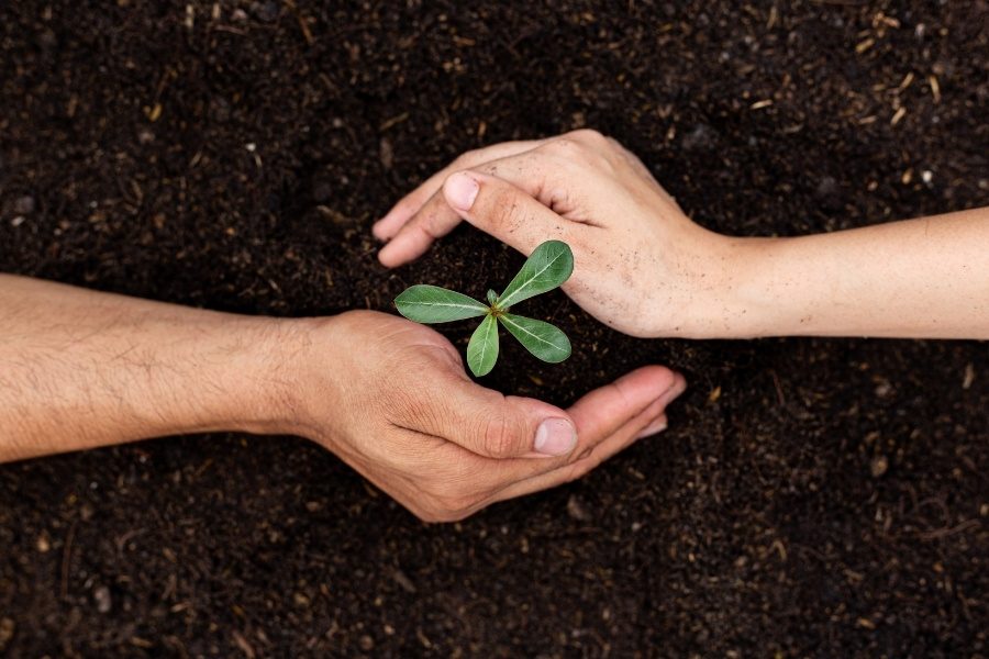 reprodução das plantas