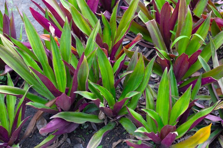 tradescantia spathacea