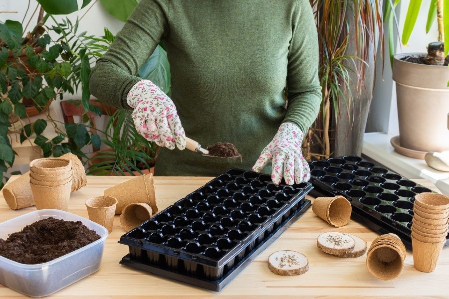 Melhor época para plantar tomates