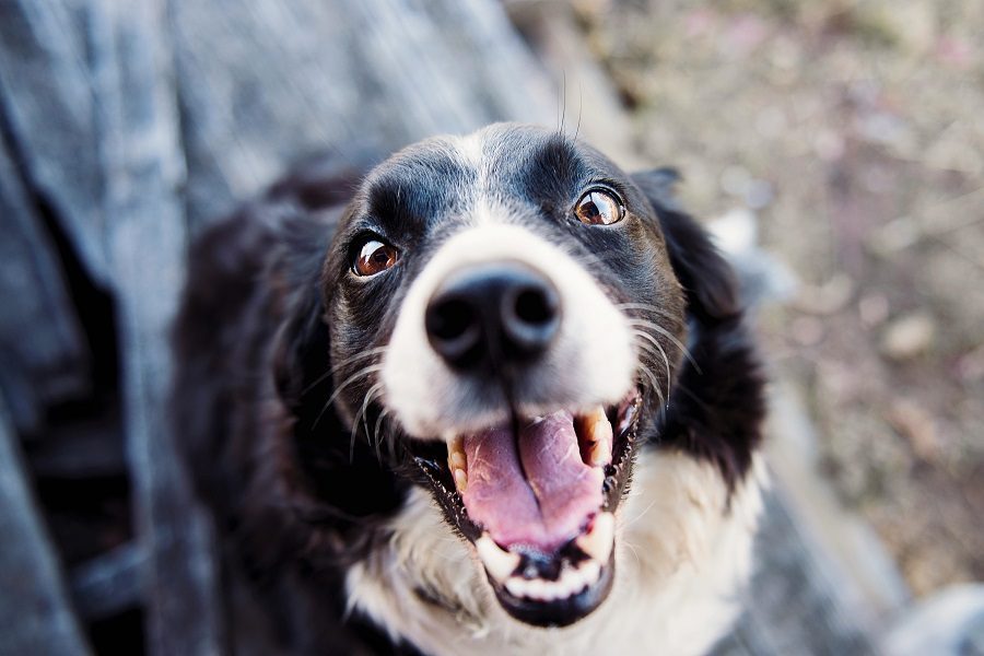 animais de estimação