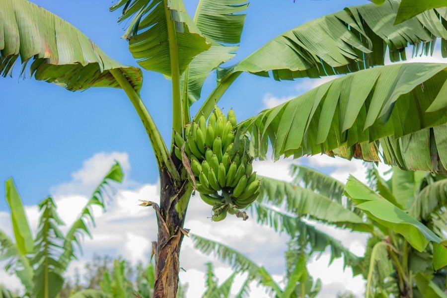 bananeira