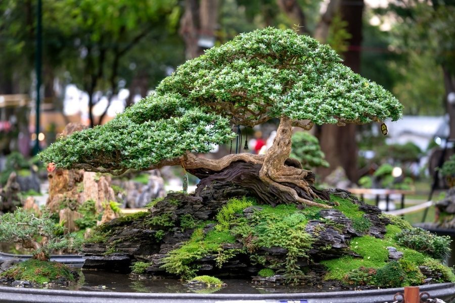 bonsai