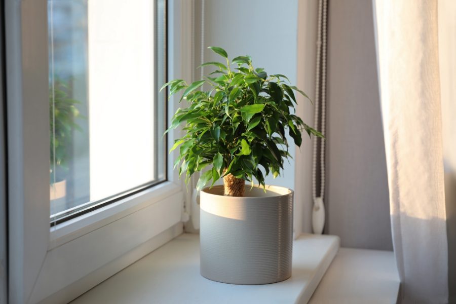 ficus benjamina