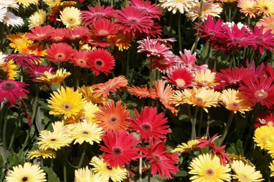 gerberas