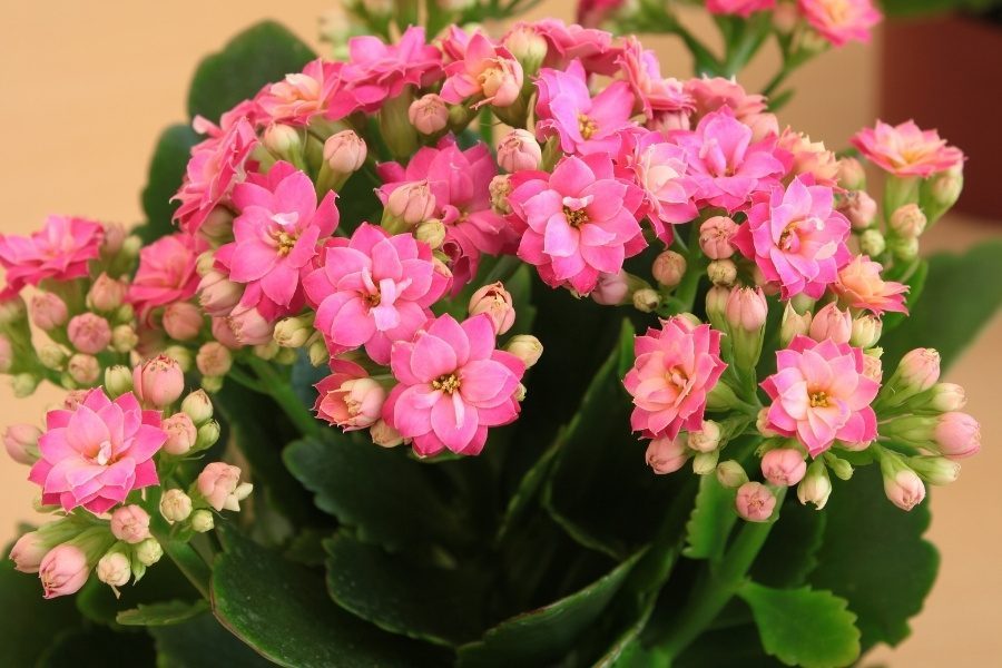 kalanchoe