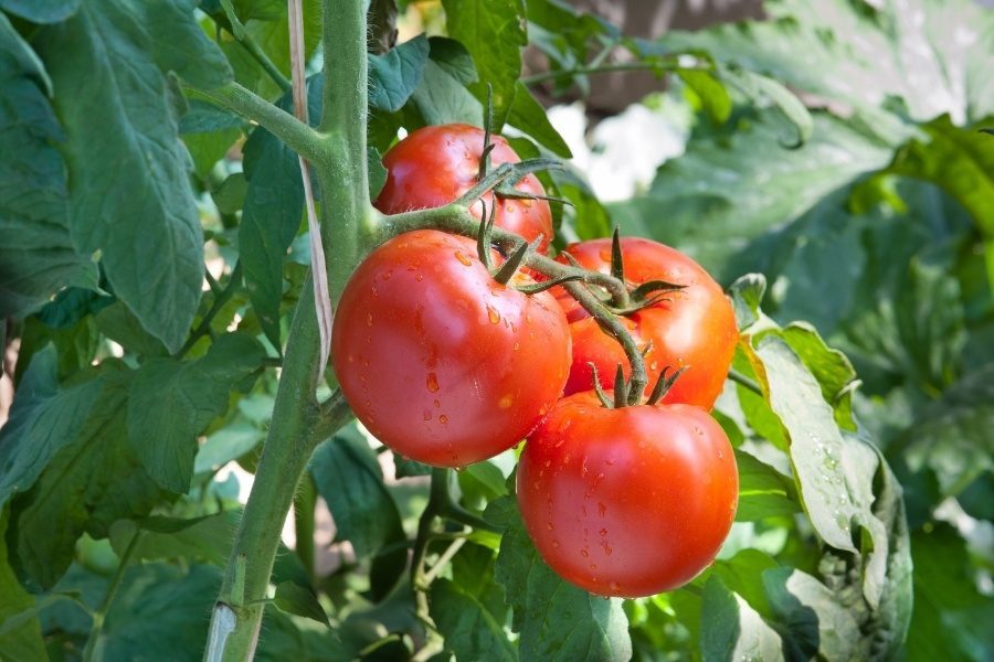 plantar tomate