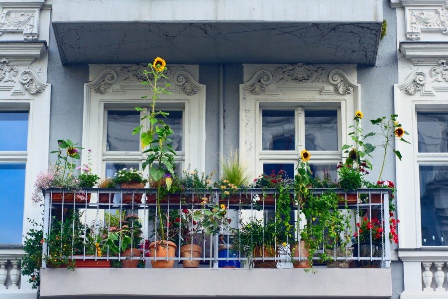 plantas para varandas