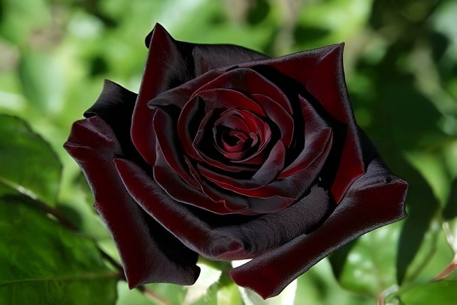 rosa negra