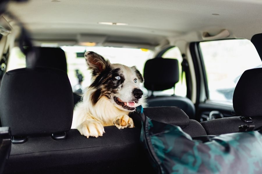 transporte de animais de estimação